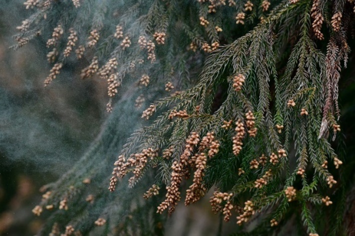 写真：飛散するスギ花粉
